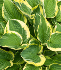 Hosta - Hosta Aureomarginata - prodej cibulovin - 1 ks