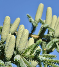 Jedle španělská - Abies pinsapo - prodej semen - 7 ks