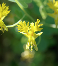 Lichořeřišnice pnoucí stěhovavá - Tropaeolum peregrinum - prodej semen - 15 ks