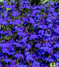 Lobelka drobná Crystal Palace - Lobelia erinus - prodej semen - 1000 ks