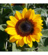 Slunečnice roční Fantazie - Helianthus annuus - prodej semen - 6 ks