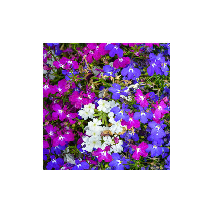 Lobelka převislá Color Cascade - Lobelia erinus pendula - prodej semen - 500 ks