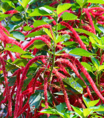 Laskavec ocasatý - Amaranthus caudatus - prodej semen - 300 ks