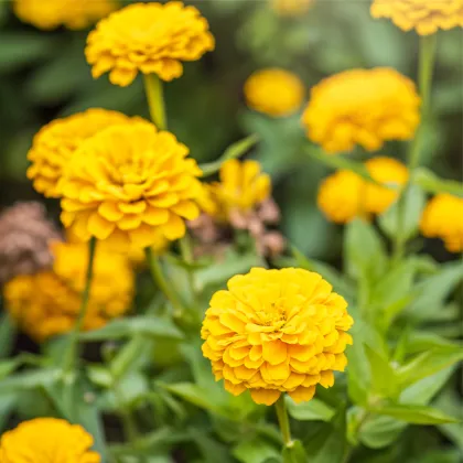 Ostálka jiřinkokvětá žlutá - Zinnia elegans - prodej semen - 50 ks