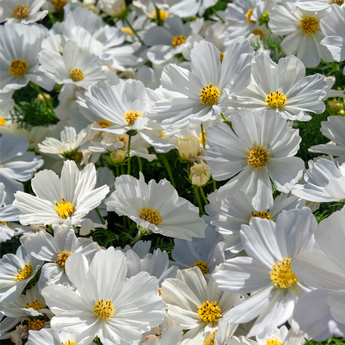 Krásenka zpeřená Bílá senzace - Cosmos bipinnatus - prodej semen - 40 ks