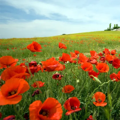 Mák vlčí červený - Papaver rhoeas - prodej semen - 0,2 g