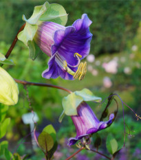 Vilec šplhavý modrý - Cobaea scandens - prodej semen - 7 ks