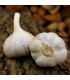 Sadbový česnek Bjetin - Allium sativum - paličák - prodej cibulí česneku - 1 balení
