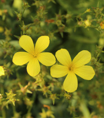 Len žlutý - Linum flavum - prodej semen - 100 ks