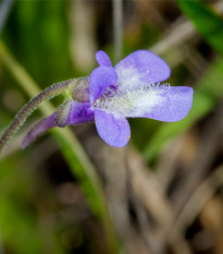 Tučnice obecná - Pinguicula vulgaris - semena - 10 ks