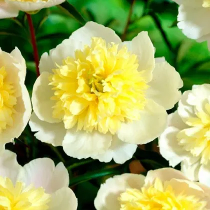 Pivoňka Prima Vera - Paeonia lactiflora - prodej cibulovin - 1 ks