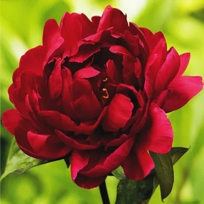 Pivoňka Madame Gaudichau - Paeonia lactiflora - prodej cibulovin - 1 ks