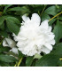 Pivoňka Gardenia - Paeonia lactiflora - prodej cibulovin - 1 ks