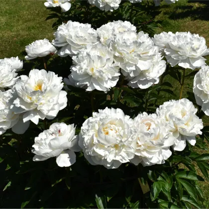 Pivoňka Gardenia - Paeonia lactiflora - prodej cibulovin - 1 ks