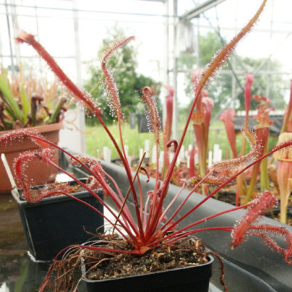Rosnatka Red plant - Drosera capensis - prodej semen - 15 ks