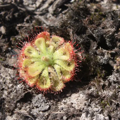 Rosnatka Minor - Drosera capensis - prodej semen - 10 ks