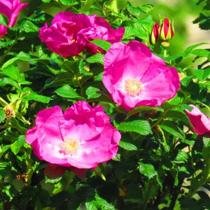 Růže svraskalá - Rosa rugosa - prodej semen - 5 ks