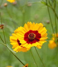 Krásnoočko dvoubarevné vysoké - Coreopsis tinctoria - prodej semen - 50 ks