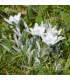Protěž alpská - Leontopodium alpinum - prodej semen - 15 ks