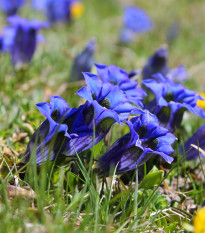 Hořec bezlodyžný - Gentiana acaulis - prodej semen - 8 ks