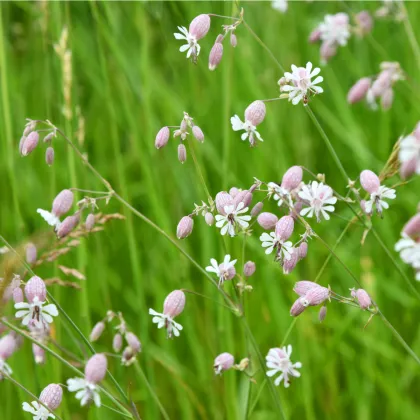 Silenka nadmutá - Silene vulgaris - prodej semen - 150 ks