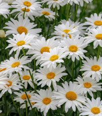 Kopretina bílá Alaska - Chrysanthemum leucanthemum - prodej semen - 250 ks