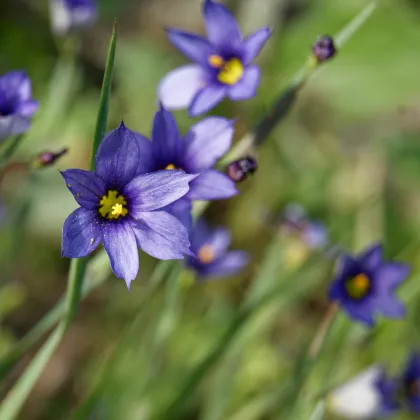 Badil úzkolistý - Sisyrinchium angustifolium - prodej semen - 10 ks