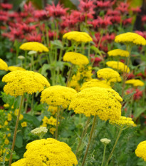 Řebříček tužebníkový Parkers žlutý - Achillea filipendulina - prodej semen - 900 ks