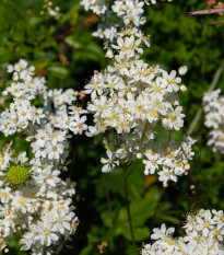 Tužebník obecný - Filipendula vulgaris - prodej semen - 0,3 g