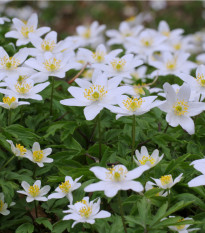 Sasanka hajní - Anemone nemorosa - prodej semen - 10 ks