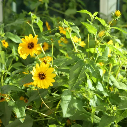 Slunečnice slabá směs barev - Helianthus debilis - prodej semen - 7 ks