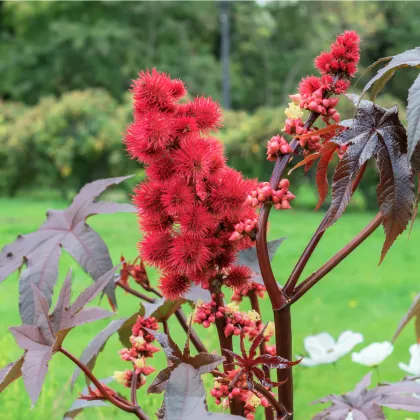 Skočec obecný červený - Ricinus communis gibsoni - prodej semen - 3 ks