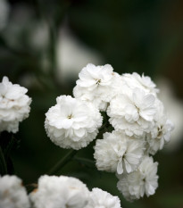 Řebříček Bertrám Perla - Achillea ptarmica - prodej semen - 200 ks