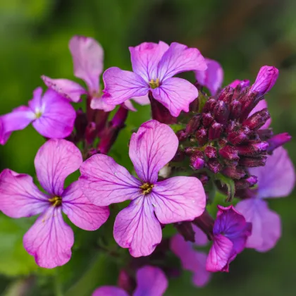 Měsíčnice roční fialová Honesty - Lunaria annua - prodej semen - 50 ks