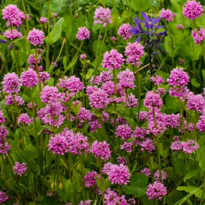 Kohoutek alpský - Lychnis alpina - prodej semen - 20 ks