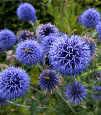 Bělotrn modrý - Echinops ritro - prodej semen - 6 ks