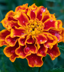 Aksamitník rozkladitý Orange flame - Tagetes patula nana - prodej semen - 0,3 g