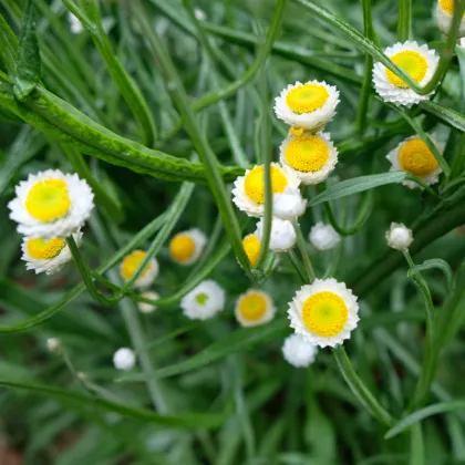 Slaměnka křídlatá - Ammobium alatum grandiflorum - prodej semen - 100 ks