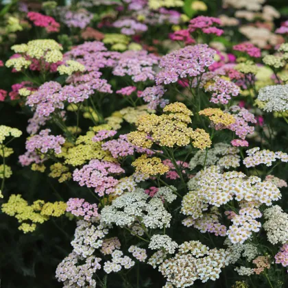 Řebříček tužebníkový Summer Berries F2 - Achillea millefolium - prodej semen - 20 ks