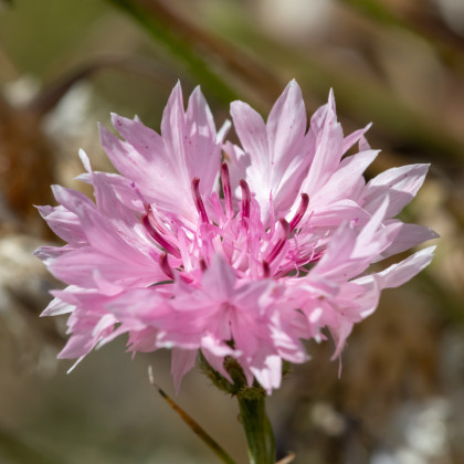 Chrpa luční růžová - Centaurea cyanus - prodej semen - 65 ks