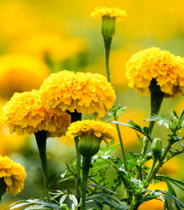 Aksamitník vzpřímený Cupido žlutý - Tagetes erecta nana - prodej semen - 0,3 g