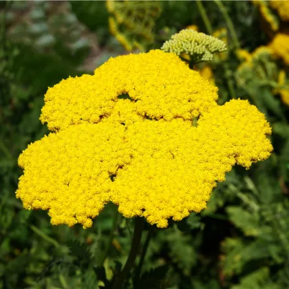 Řebříček tužebníkový Cloth of Gold - Achillea filipendula - prodej semen - 800 ks