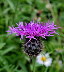 Chrpa Lesser Knapweed - Centaurea nigra - prodej semen - 120 ks