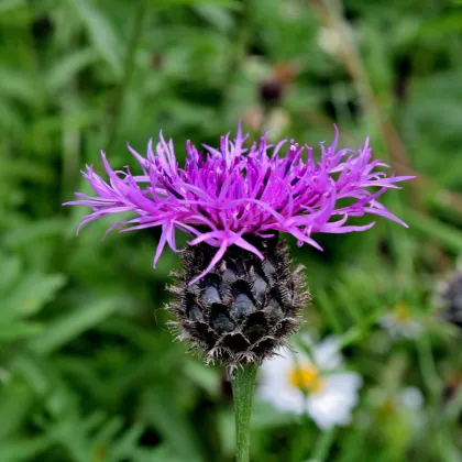 Chrpa Lesser Knapweed - Centaurea nigra - prodej semen - 120 ks