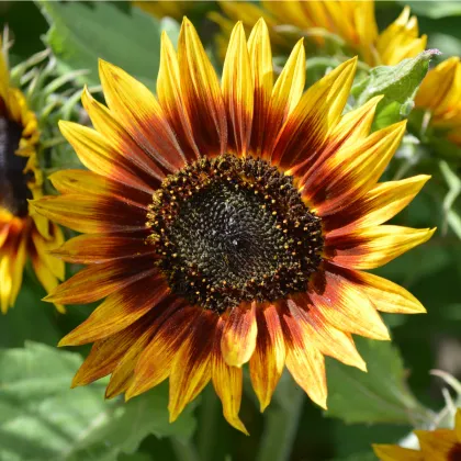 Slunečnice roční Helios - Helianthus annuus - prodej semen - 7 ks