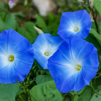 Povíjnice trojbarevná Blue Star - Ipomoea tricolor - prodej semen - 25 ks