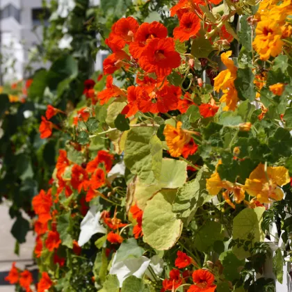 Lichořeřišnice směs barev - Tropaeolum majus naunum - prodej semen - 10 ks