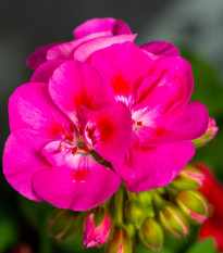 Muškát páskatý Nekita Deep Rose F1 - Pelargonium zonale - prodej semen - 4 ks