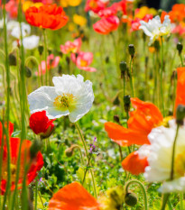 Mák islandský směs barev - Papaver nudicaule - prodej semen - 50 ks