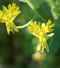 Lichořeřišnice vysoká kanárská - Kapucínka - Tropaeolum peregrinum - prodej semen - 10 ks